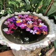 ヒメ日記 2026/03/19 14:56 投稿 咲（サク） シェリーエンジェル