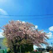 ヒメ日記 2026/04/07 00:59 投稿 咲（サク） シェリーエンジェル