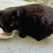 咲（サク） ガン見見🐈‍⬛のらくろ シェリーエンジェル