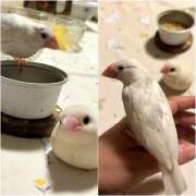 咲（サク） リアフェイク画像〜🕊️🐣 シェリーエンジェル