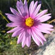 ヒメ日記 2025/11/02 11:48 投稿 稲葉彩 五十路マダム金沢店