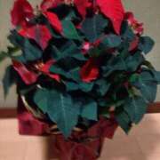 稲葉彩 メリークリスマス 五十路マダム金沢店