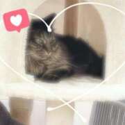 ヒメ日記 2025/02/18 23:21 投稿 愛内瞳 セレブショップ新宿（東京ハレ系）