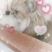 愛内瞳 ねこをもふもふしたい セレブショップ新宿（東京ハレ系）