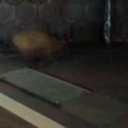 ヒメ日記 2026/03/23 22:09 投稿 ほのか 吉野ケ里人妻デリヘル 「デリ夫人」