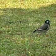 ヒメ日記 2026/04/21 00:12 投稿 まねる 横浜パフパフチェリーパイ