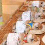 ヒメ日記 2025/11/10 16:48 投稿 ゆめの 熟女の風俗最終章 高崎店