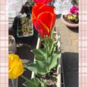 ヒメ日記 2025/04/17 10:18 投稿 平川由梨 五十路マダム 郡山店