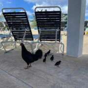 ヒメ日記 2025/07/20 16:47 投稿 れもん ハッピーブリッジ