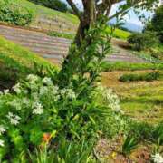 ヒメ日記 2024/08/18 07:51 投稿 (スタン)神谷やなぎ/地元出身 風俗イキタイいわき店