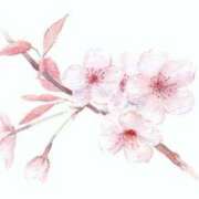 ヒメ日記 2025/04/07 09:08 投稿 みお 熟女＆人妻＆ぽっちゃり倶楽部