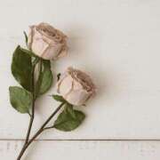 ヒメ日記 2025/11/01 21:03 投稿 南部ゆうり 札幌ソフィア