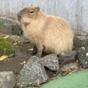 ヒメ日記 2025/01/17 14:24 投稿 ことり 宮崎ちゃんこ中央通店