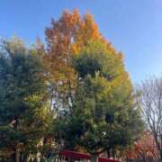 ヒメ日記 2025/11/26 12:34 投稿 もか 萌えカワ