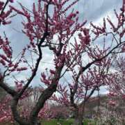 ヒメ日記 2025/05/03 15:38 投稿 みさ 札幌回春性感マッサージ倶楽部