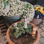 ヒメ日記 2025/01/24 01:15 投稿 ことり 茨城神栖ちゃんこ