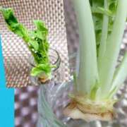 ヒメ日記 2025/01/07 12:34 投稿 川口めぐ 五十路マダム　和歌山店