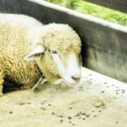 ヒメ日記 2025/02/07 14:42 投稿 川口めぐ 五十路マダム　和歌山店