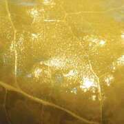 ヒメ日記 2025/03/10 12:30 投稿 川口めぐ 五十路マダム　和歌山店