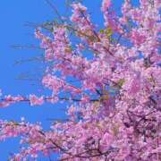 ヒメ日記 2025/03/29 12:18 投稿 川口めぐ 五十路マダム　和歌山店