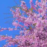 ヒメ日記 2025/03/29 14:10 投稿 川口めぐ 五十路マダム　和歌山店