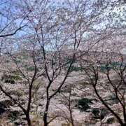 ヒメ日記 2025/04/01 09:52 投稿 川口めぐ 五十路マダム　和歌山店