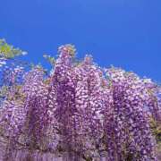 ヒメ日記 2025/04/29 20:30 投稿 川口めぐ 五十路マダム　和歌山店