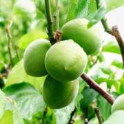 ヒメ日記 2025/05/09 23:10 投稿 川口めぐ 五十路マダム　和歌山店