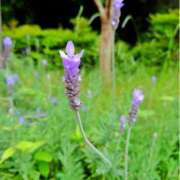 ヒメ日記 2025/05/28 06:32 投稿 川口めぐ 五十路マダム　和歌山店