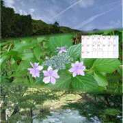 ヒメ日記 2025/06/16 12:38 投稿 川口めぐ 五十路マダム　和歌山店