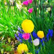 ヒメ日記 2025/06/17 07:04 投稿 川口めぐ 五十路マダム　和歌山店