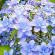 ヒメ日記 2025/06/23 11:24 投稿 川口めぐ 五十路マダム　和歌山店