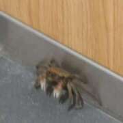 ヒメ日記 2025/06/25 22:46 投稿 川口めぐ 五十路マダム　和歌山店