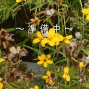 ヒメ日記 2025/09/25 09:52 投稿 川口めぐ 五十路マダム　和歌山店