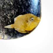 ヒメ日記 2025/10/21 12:00 投稿 川口めぐ 五十路マダム　和歌山店