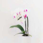 ヒメ日記 2025/10/27 11:58 投稿 川口めぐ 五十路マダム　和歌山店