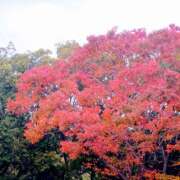 ヒメ日記 2025/11/13 07:54 投稿 川口めぐ 五十路マダム　和歌山店