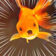 ヒメ日記 2025/11/18 20:50 投稿 川口めぐ 五十路マダム　和歌山店