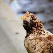 ヒメ日記 2025/12/19 23:26 投稿 川口めぐ 五十路マダム　和歌山店