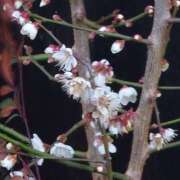 ヒメ日記 2026/02/04 06:38 投稿 川口めぐ 五十路マダム　和歌山店