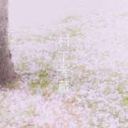 ヒメ日記 2026/04/07 11:12 投稿 川口めぐ 五十路マダム　和歌山店