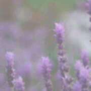 ヒメ日記 2026/04/14 14:12 投稿 川口めぐ 五十路マダム　和歌山店