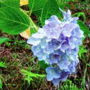 ヒメ日記 2026/06/10 08:16 投稿 川口めぐ 五十路マダム　和歌山店