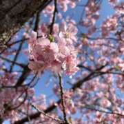 ヒメ日記 2025/03/09 08:09 投稿 南 セクシーキャット 小田原店