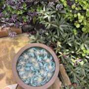 ヒメ日記 2025/05/17 07:38 投稿 南 セクシーキャット 小田原店