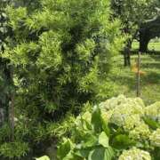 ヒメ日記 2025/06/16 07:39 投稿 南 セクシーキャット 小田原店