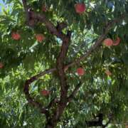 ヒメ日記 2025/07/26 09:17 投稿 南 セクシーキャット 小田原店