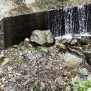 ヒメ日記 2025/10/06 07:36 投稿 南 セクシーキャット 小田原店