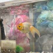 ヒメ日記 2026/02/17 09:06 投稿 南 セクシーキャット 小田原店