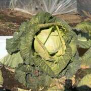 ヒメ日記 2026/03/14 22:59 投稿 南 セクシーキャット 小田原店